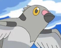 pidove