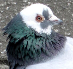 rock pigeon