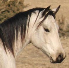 buckskin horse