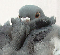 chinese owl pigeon