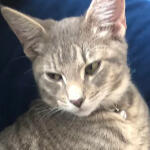 grey tabby cat