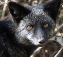 silver fox