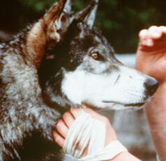white fang